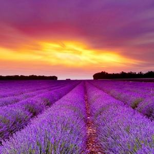 Meet your Posher, Lavender